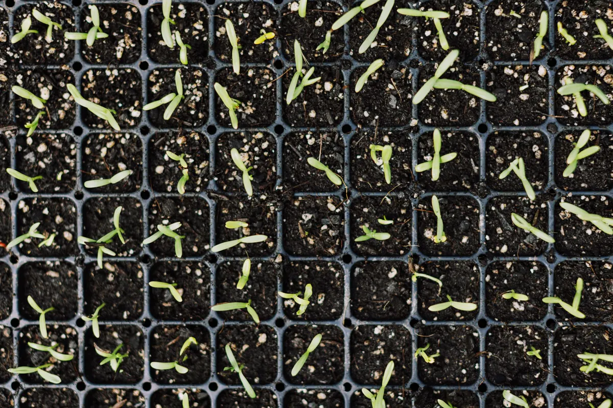 Start Seeds — Top view of young green seedlings growing in black planting trays for gardening.