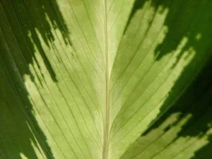 Humidity for Houseplants: How to Raise It