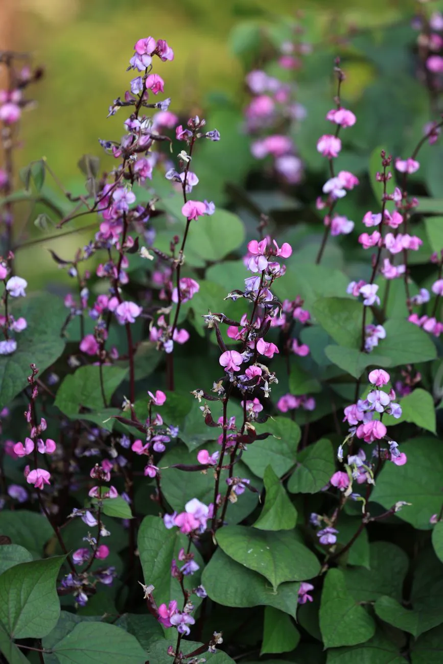 Purple hyacinth bean flowers bloom amidst green leaves, creating.