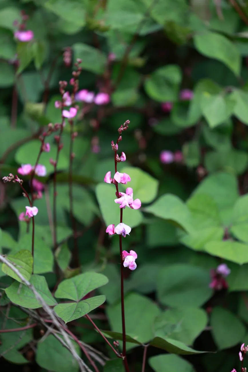 Pink hyacinth beans blooming amidst rich green foliage.