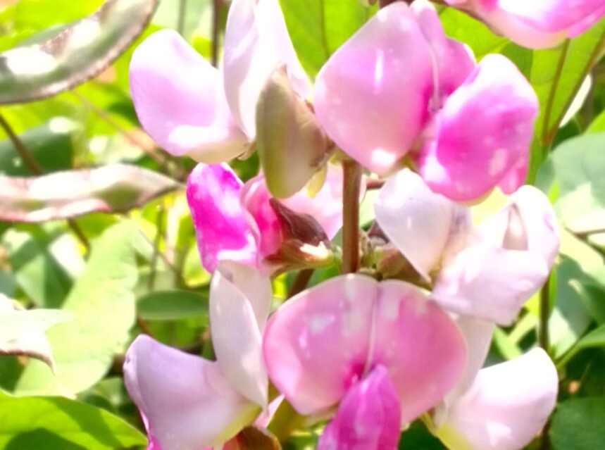 Purple hyacinth bean (lablab) pods and flowers