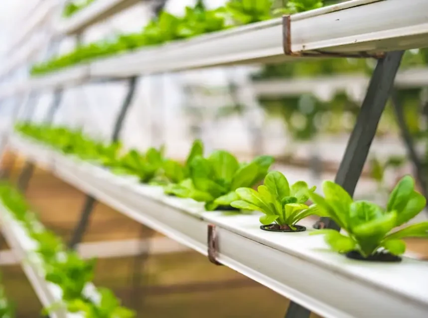 Hydroponic nutrients explained — young greens growing in vertical hydroponic channels