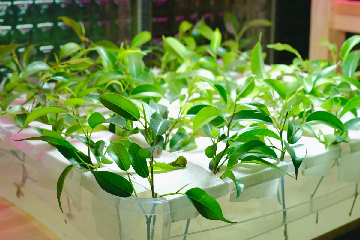 Hydroponics — green plants thriving in a hydroponic greenhouse.