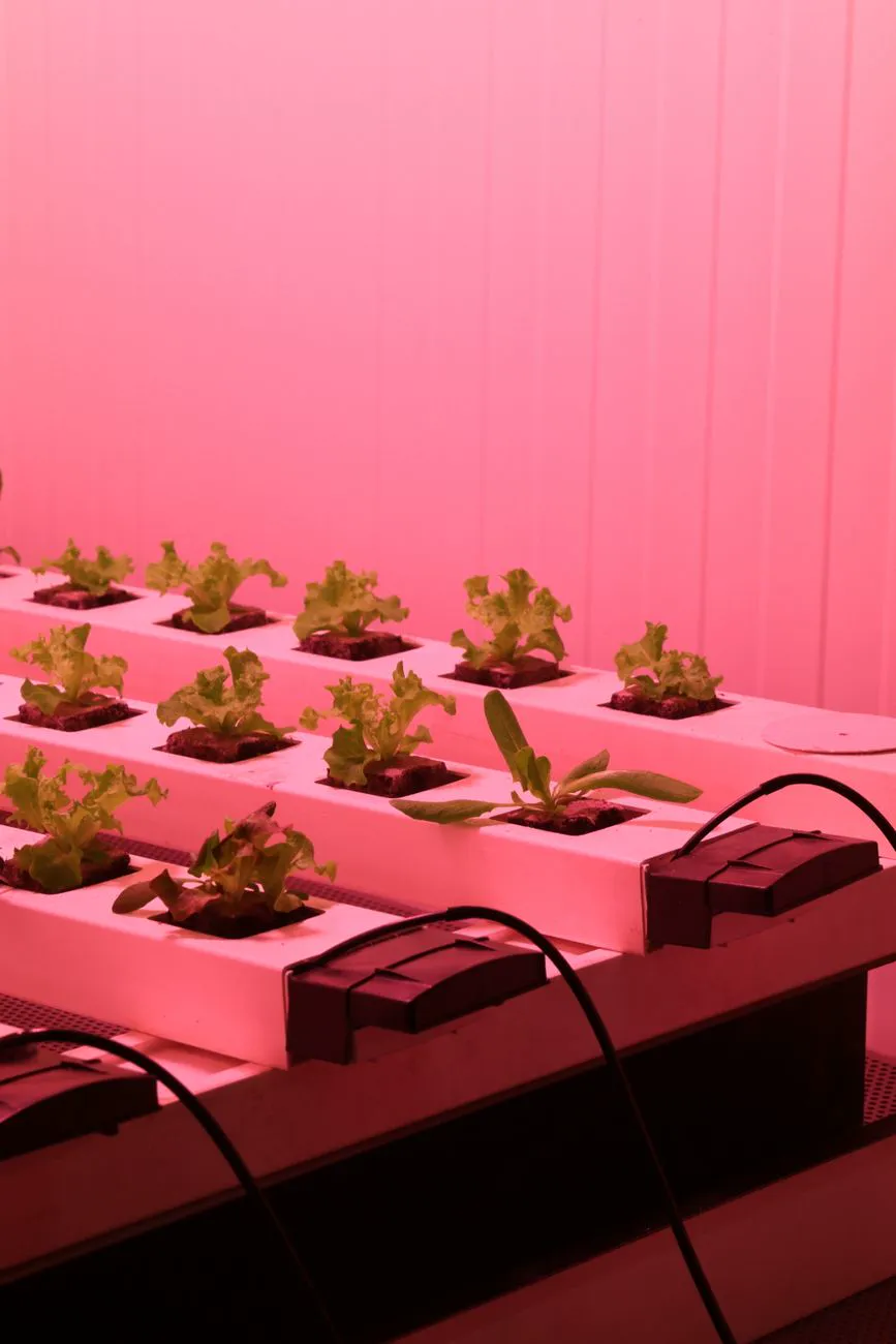 Lettuce plants in a hydroponic system under pink UV lighting.