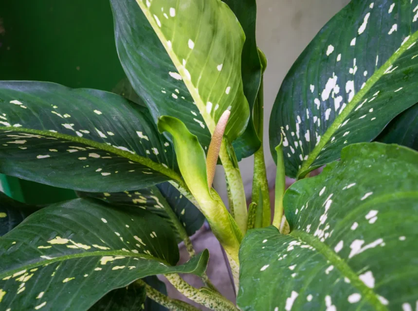 Is dieffenbachia toxic to cats — dieffenbachia houseplant with large cream-speckled green leaves
