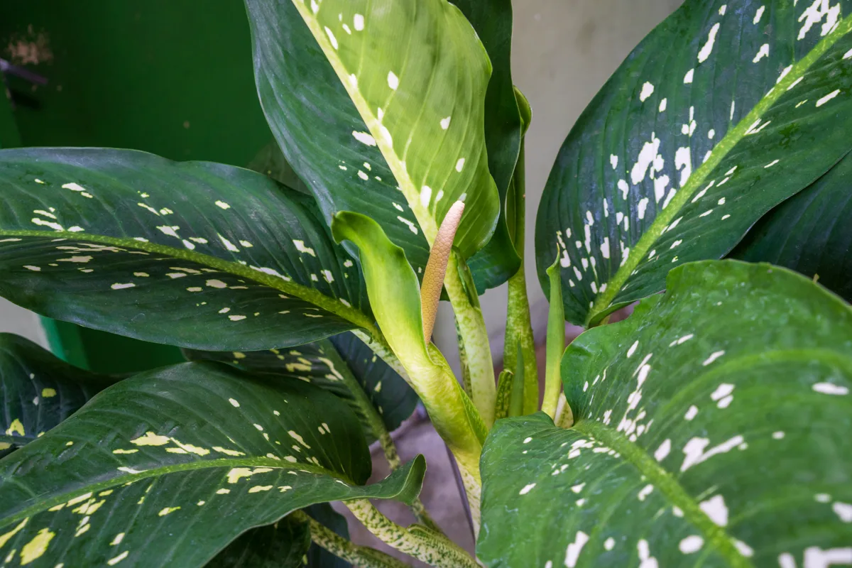 Is Dieffenbachia Toxic to Cats? Dumb Cane Symptoms and First Aid