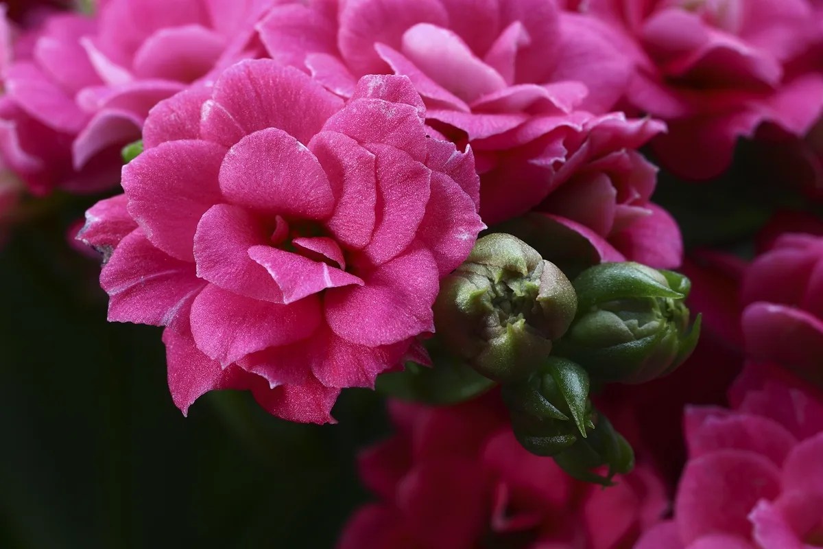 Is Kalanchoe Toxic to Cats? The Heart Risk, Symptoms and Safe Swaps