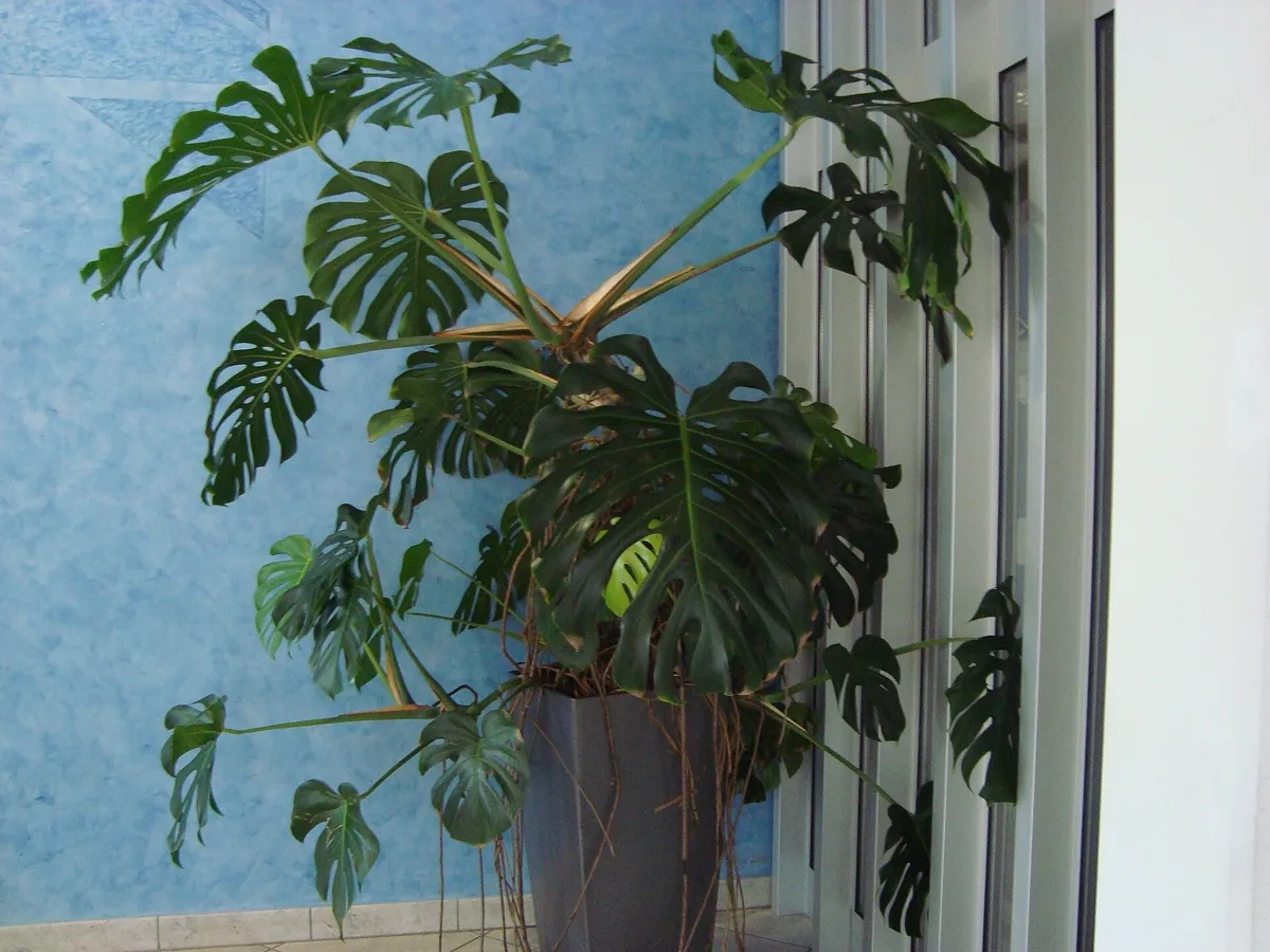 Is Monstera Toxic to Cats? Symptoms, First Aid and 5 Safe Swaps