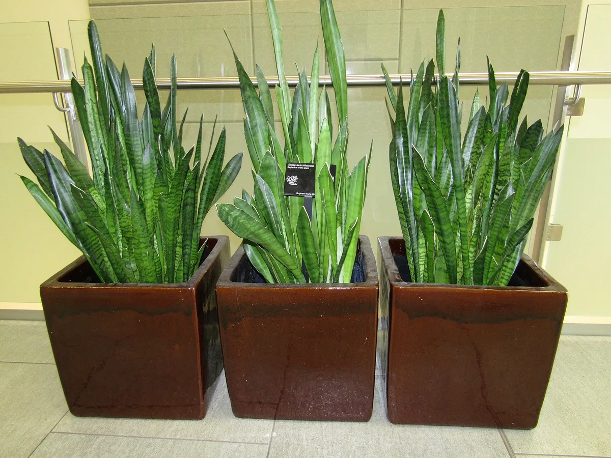 Is Snake Plant Toxic to Cats? Symptoms, First Aid and 5 Safe Swaps