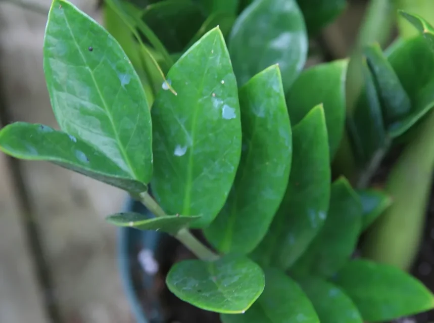 Is zz plant toxic to cats — zZ plant in a pot with thick glossy dark green leaflets