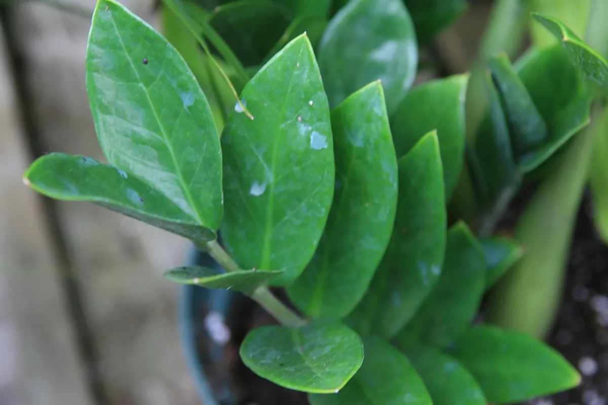 Is ZZ Plant Toxic to Cats? Myth vs Facts, Symptoms and Safe Swaps