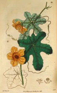 How to Grow Ivy Gourd (Tindora / Kundru)