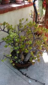 Jade Plant Care