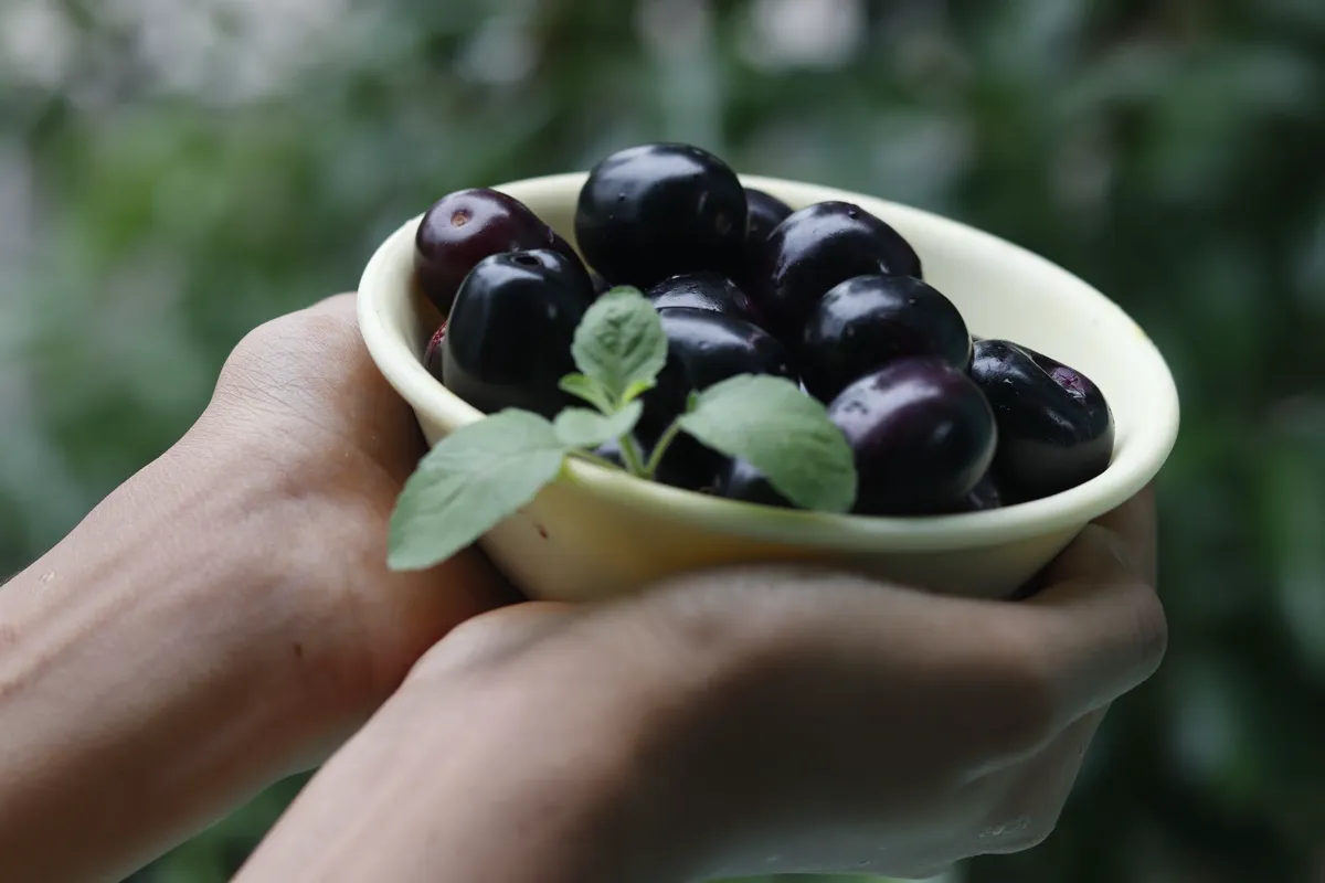 Branch with clusters of ripe purple-black Java plums