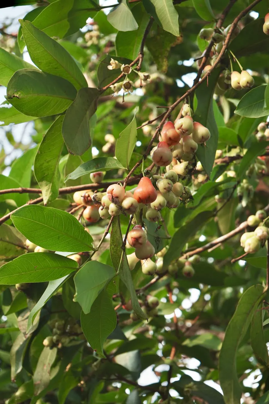 Jamun — Detailed view of Malay apple or Syzygium malaccense ripening on a branch.
