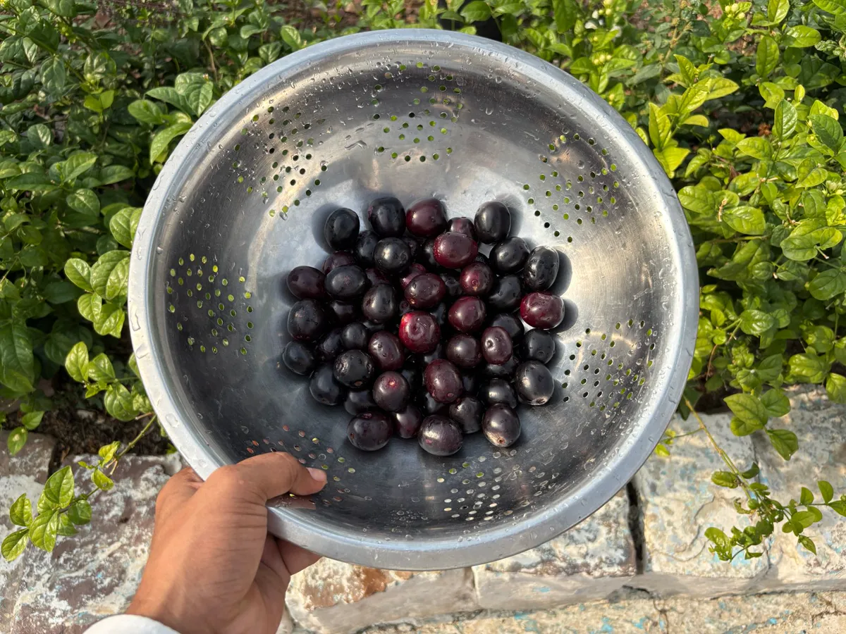 A vibrant display of fresh Jamun fruits in a metal colander, ideal for summer recipes.