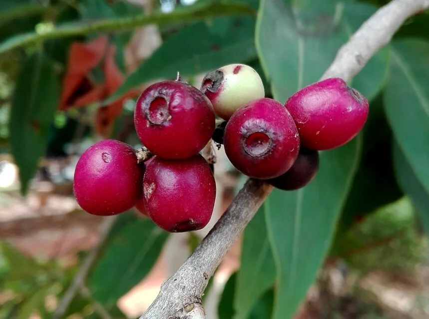 Jamun tree