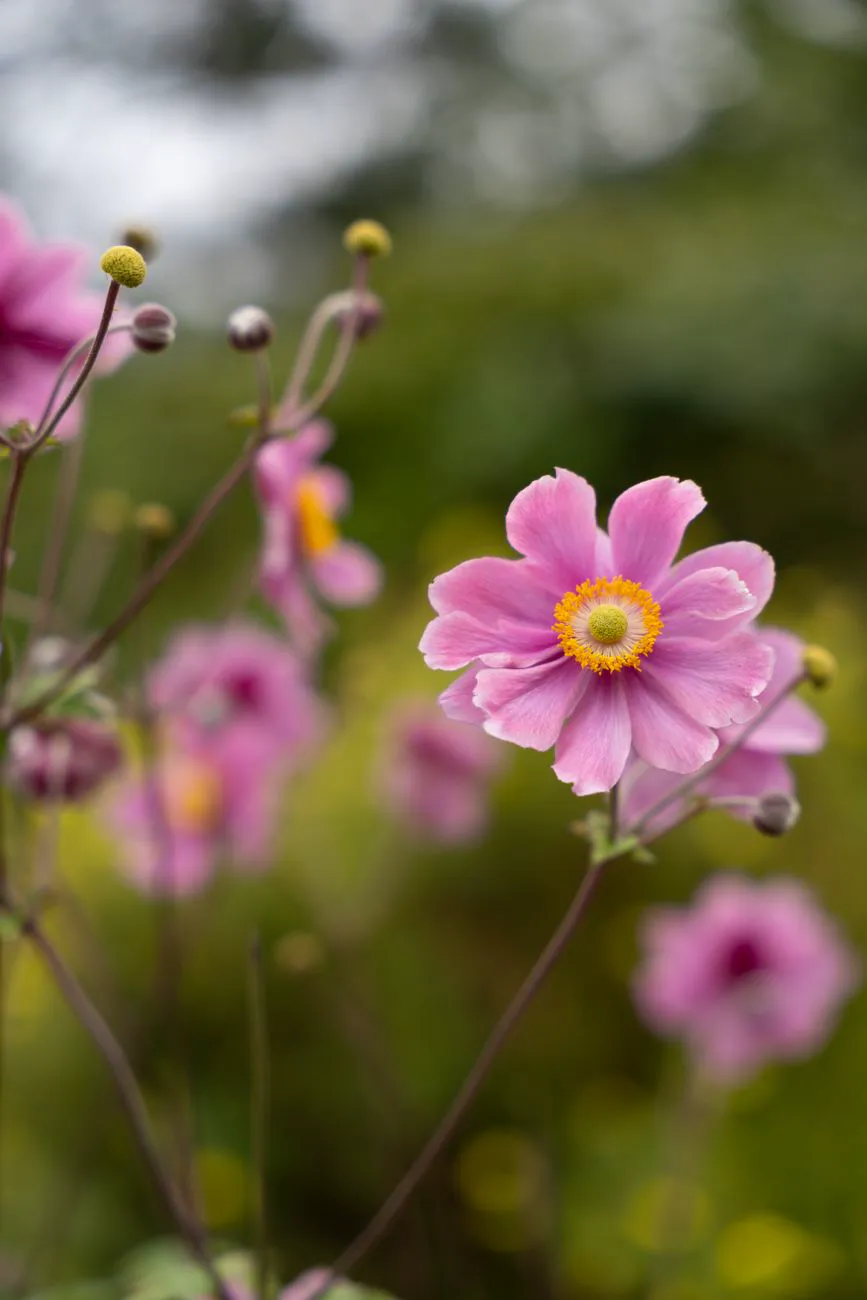Pink Japanese anemones blooming in a garden setting.