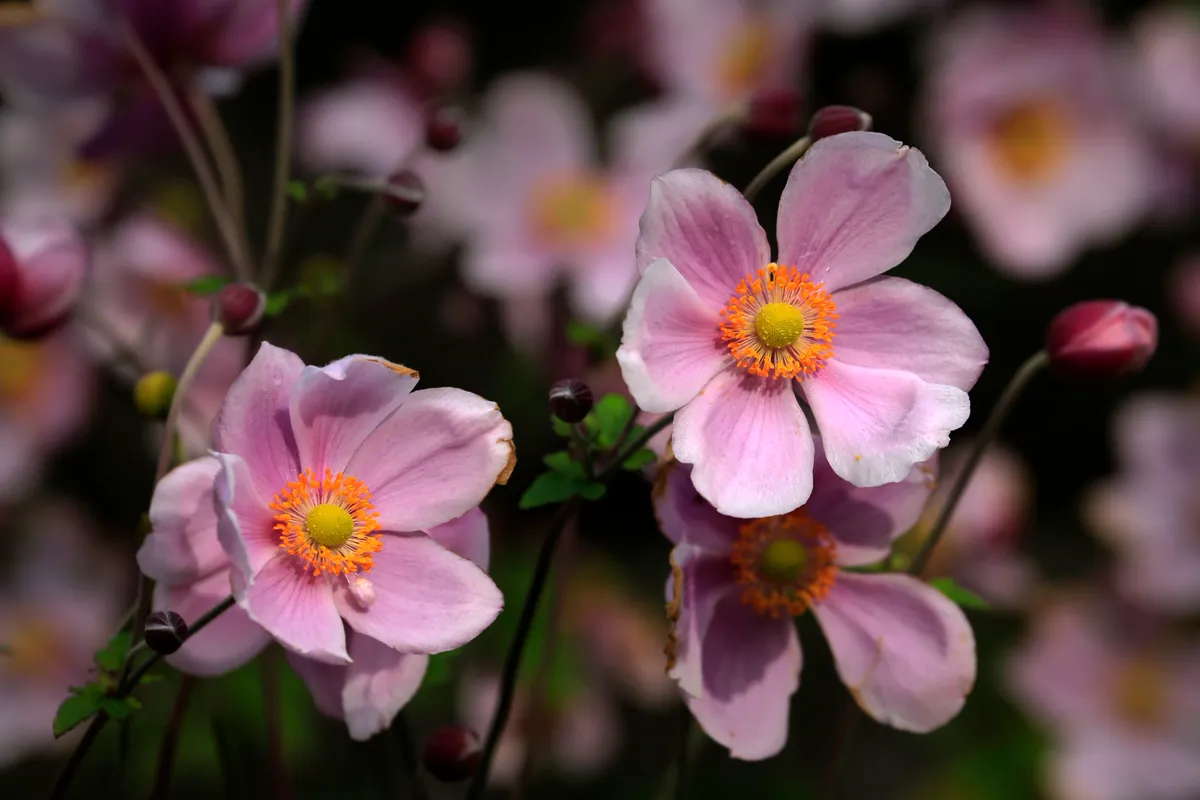 Japanese anemones in full bloom.