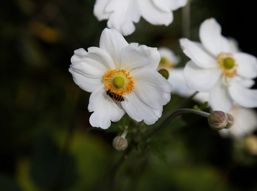 Japanese anemones