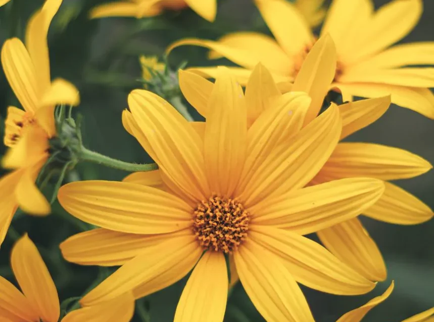 Jerusalem artichoke