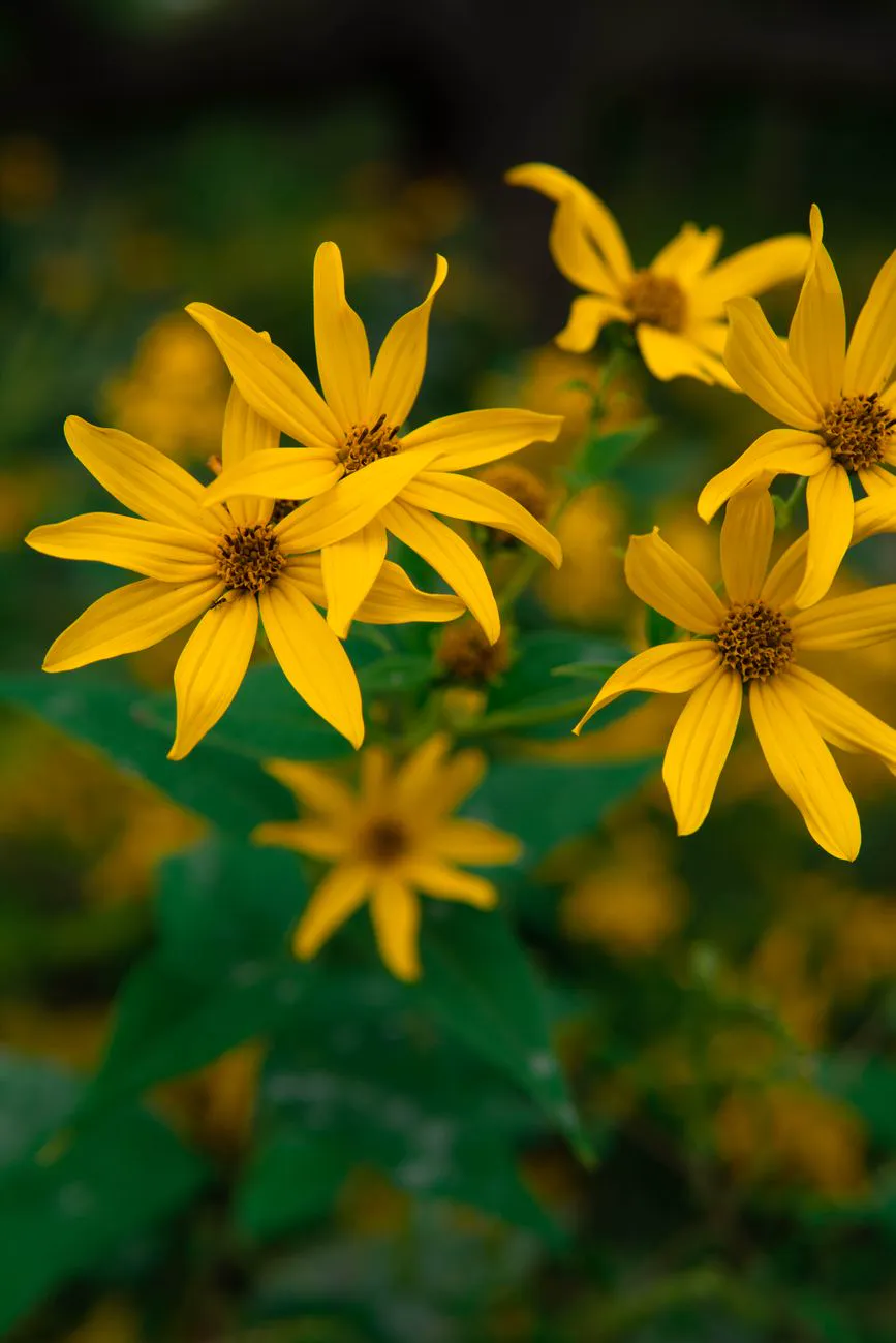 Close-up of yellow Jerusalem artichoke flowers in full bloom.