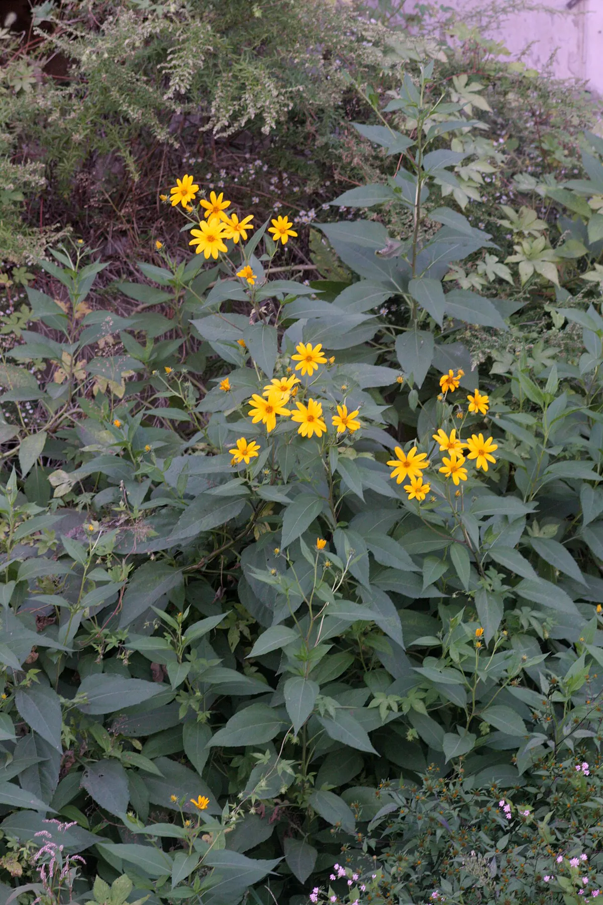 Background of jerusalem artichoke buds of yellow color blossoming in green field in summer