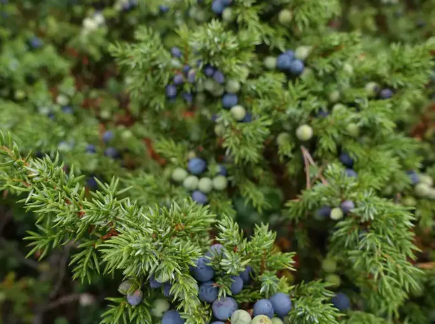 Blue-black and green juniper berries clustered among prickly needled juniper shoots