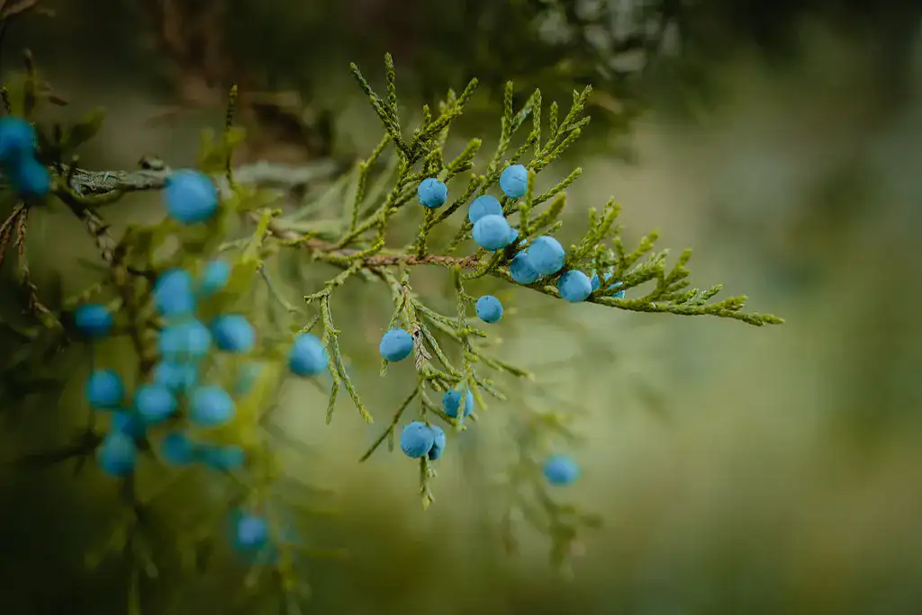Close-up of ripe blue juniper berries with a waxy bloom on the branch