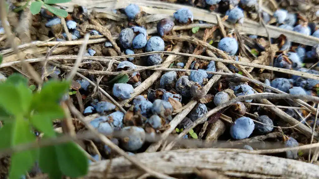 Ripe blue juniper berries shaken down onto the ground at harvest time