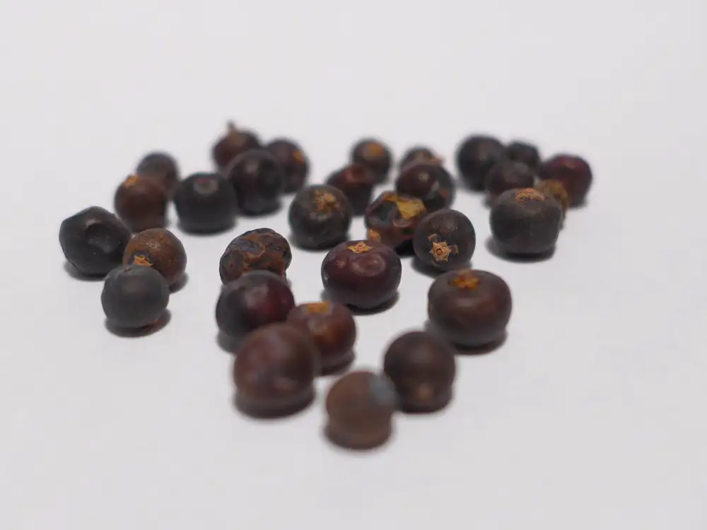 Whole dried purple-brown juniper berries ready to use as a spice