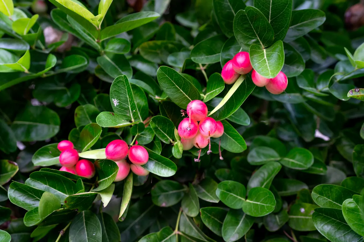 Karonda — close-up of pink carissa fruit and green leaves in natural setting.