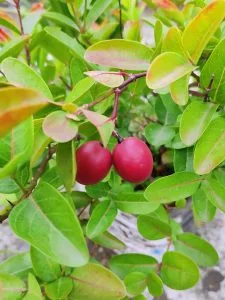 How to Grow Karonda (Carissa carandas)