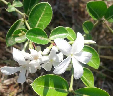 Karonda — 3 (Carissa.