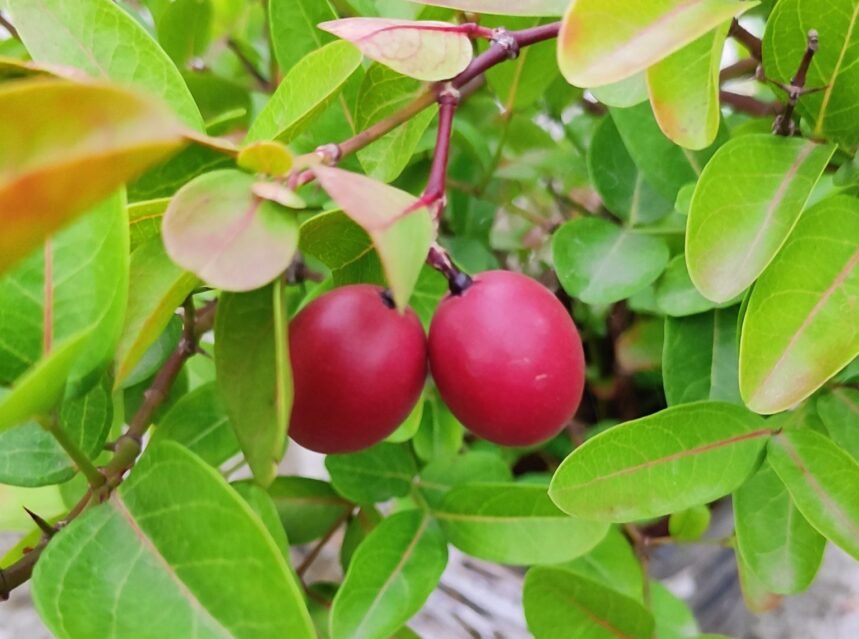 Red-purple karonda (Carissa carandas) berries
