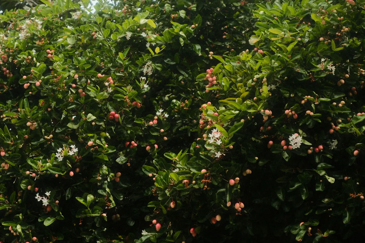 Lush Carissa Carandas shrub with vibrant pink fruits and white flowers in Ho Chi Minh