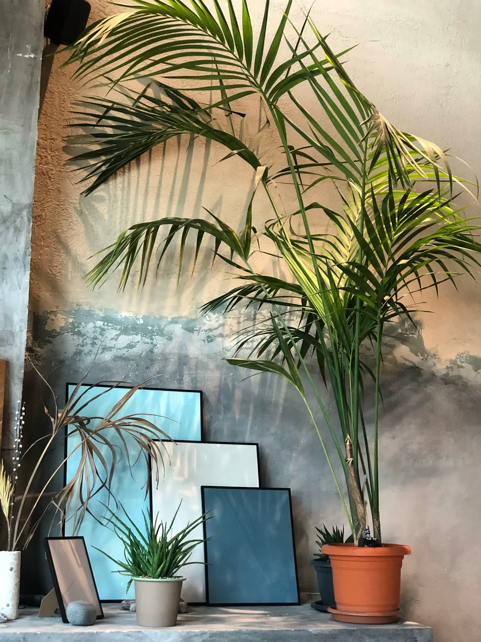 Tall Kentia palm and frames create a stylish, artistic indoor corner.