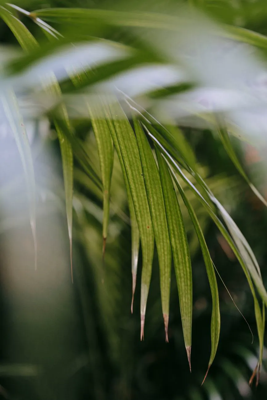 Kentia Palm — Branch of tropical Howea forsteriana plant with thin green leaves growing.