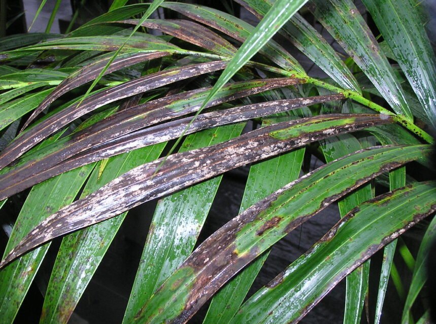 Kentia Palm