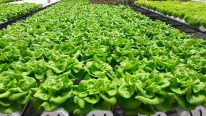 Kratky Method Lettuce