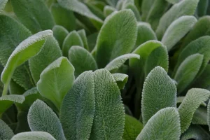 How to Grow Lambs Ears