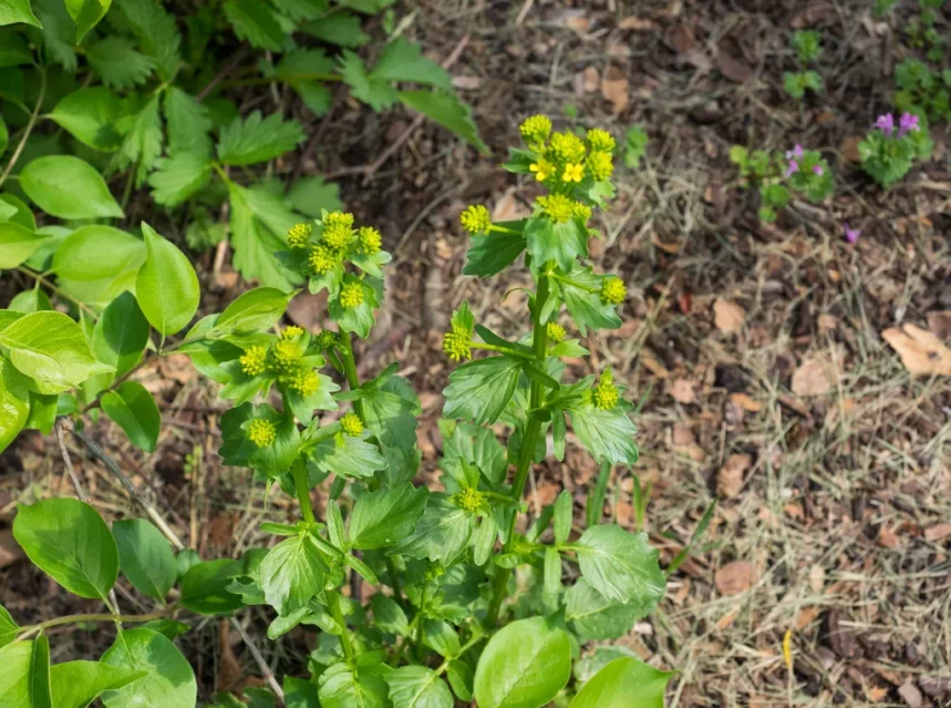 Land cress
