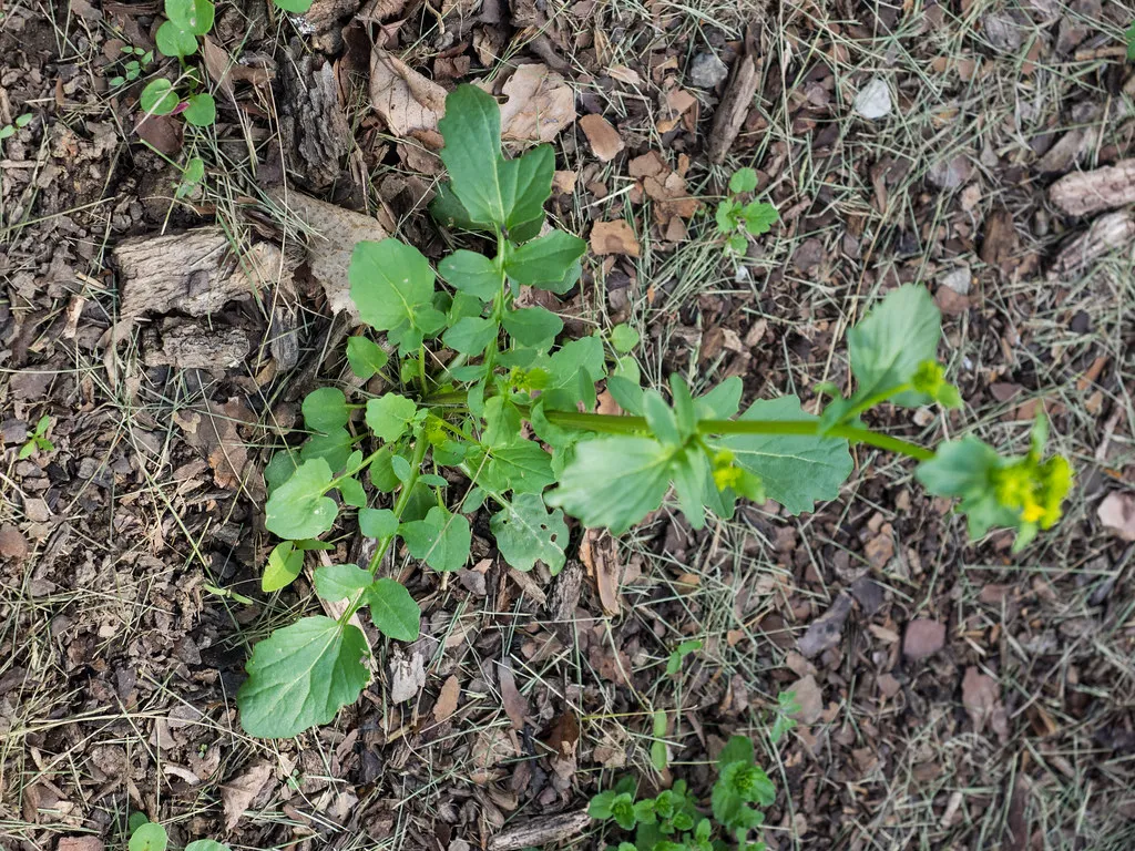 Land Cress — Barbarea.