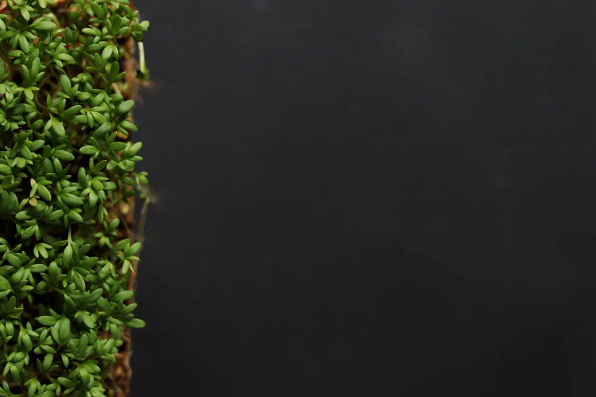 Land Cress — Fresh green cress plants with ample black space for text or design.