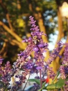 How to Grow Lavender (Fragrant Blooms That Last for Years)