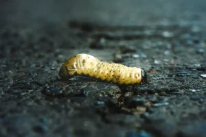 Lawn Grubs