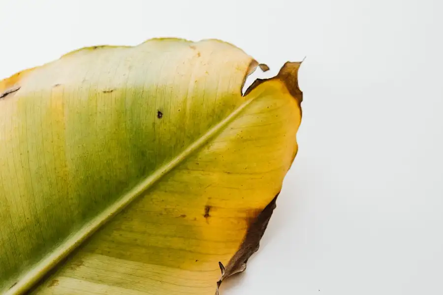 Large leaf turning yellow with brown crispy edges.