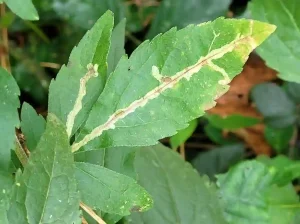 Leaf Miners