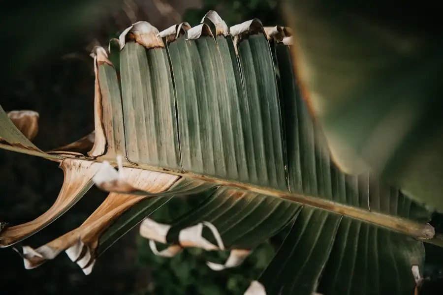 Leaf tips browning and curling from dryness.