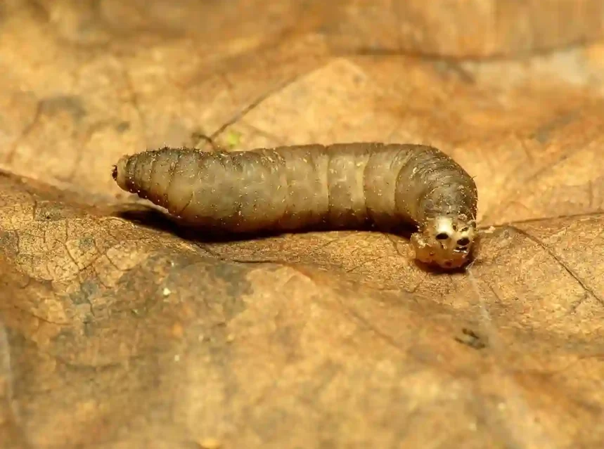 Leatherjackets — grey-brown legless grub with wrinkled leathery skin resting on a dry brown leaf
